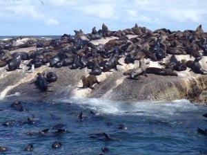 A large group of seals swimming and sunbathing