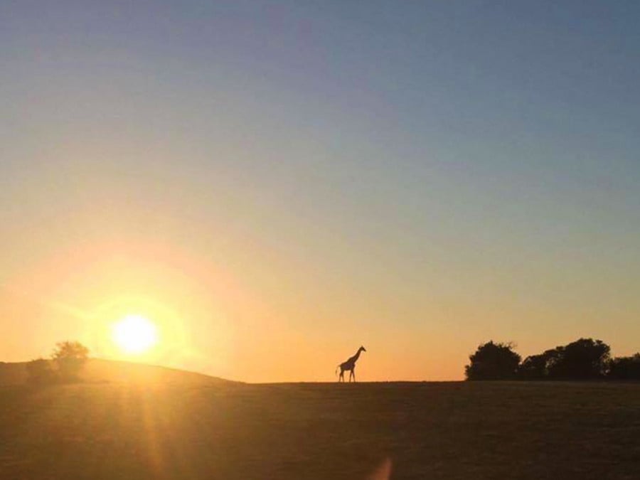 A lone giraffe standing on a hill at sunset