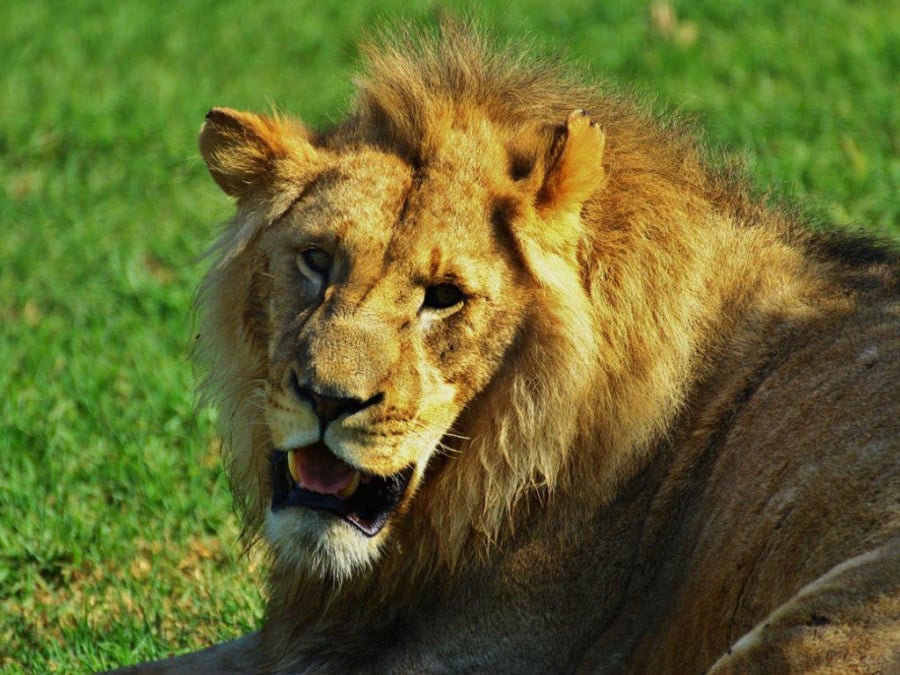 A lion laying on grass