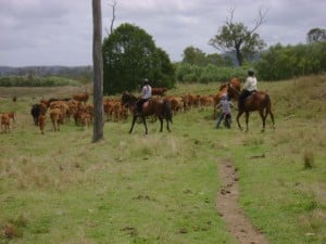 People riding horses and herding cattle