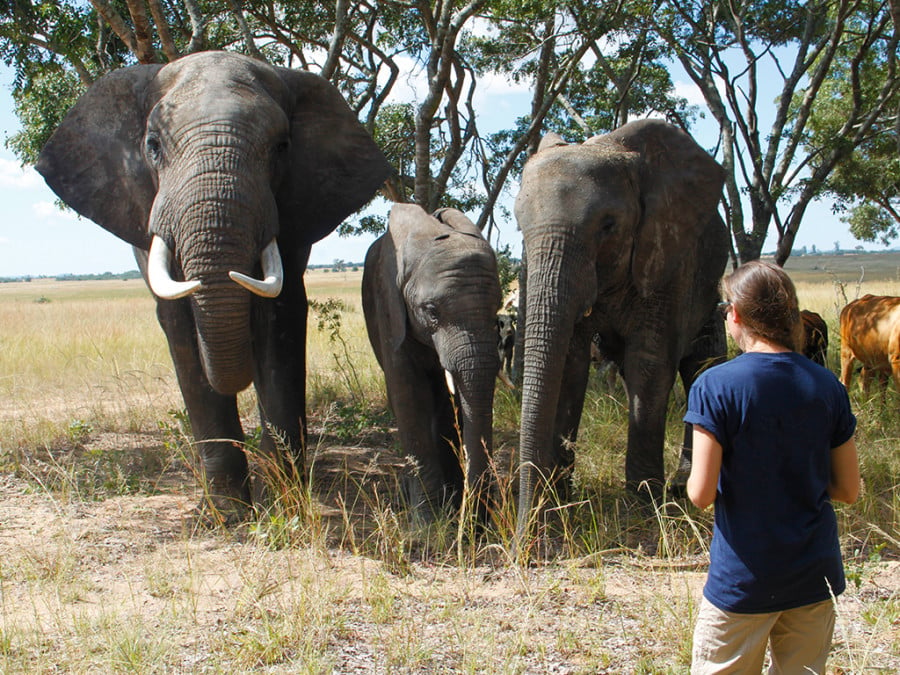 Person watching a herd of elephants
