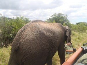 An elephant walking aside a vehicle