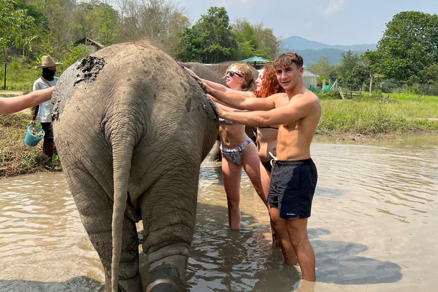 Travellers give an elephant a mud bath