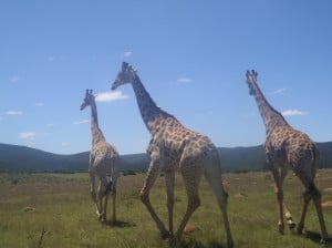 A group of giraffes
