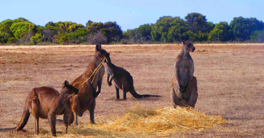 A group of kangaroos in an open area eating straw