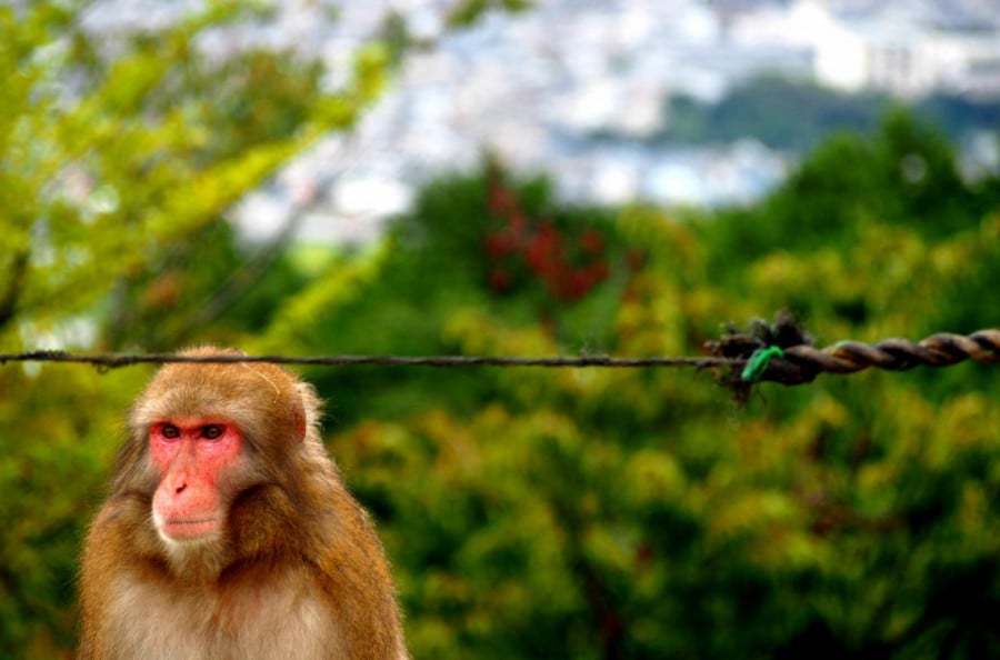 A Japanese monkey
