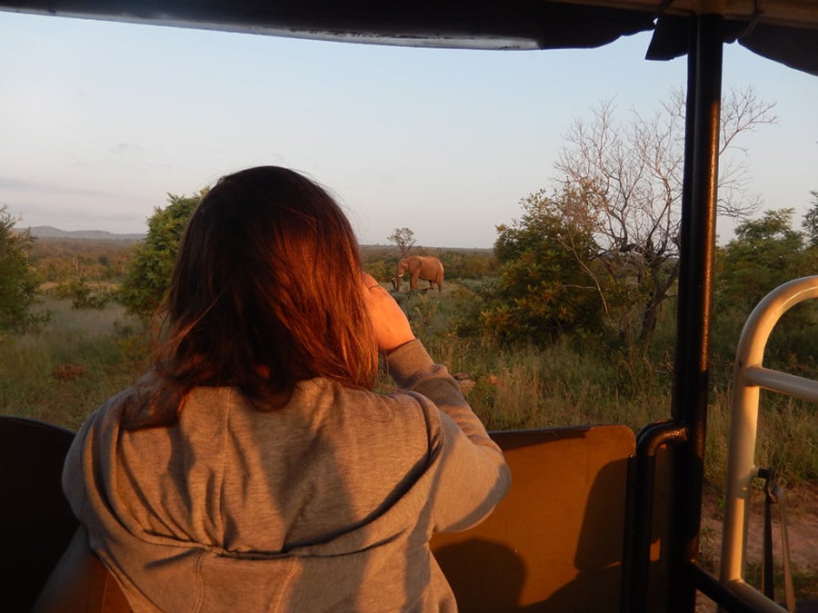 A person in a vehicle watching elephants through binoculars at sunset