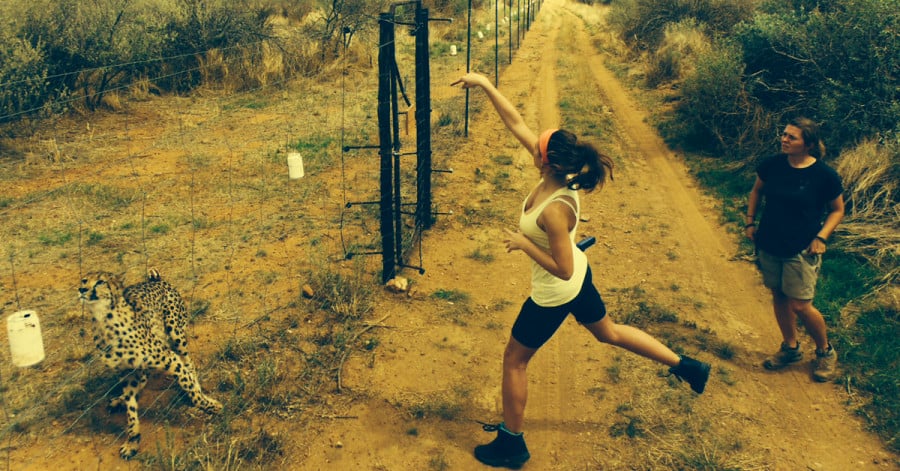 Volunteers throw food over a fence to a Cheetah in it's enclosure