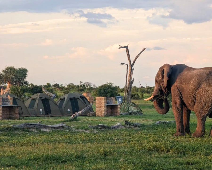 Elephant near tents in camp site in Botswana, Africa