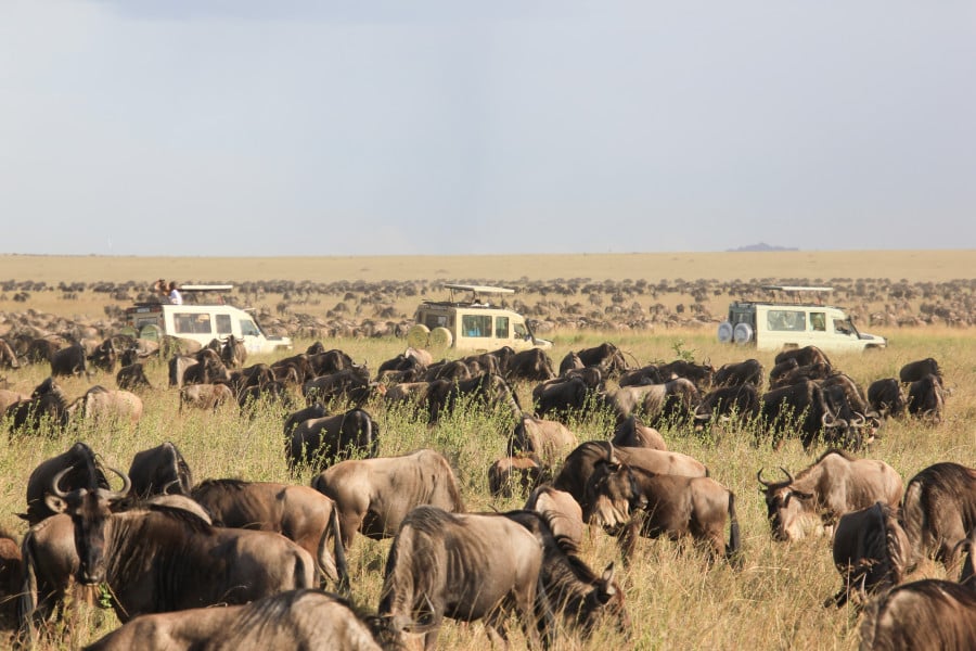 Travellers in safari vehicles looking at the Great Wilderbeest Migration in Serengeti National Park, Tanzania