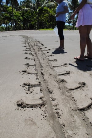 Turtle tracks on a beach in Costa Rica