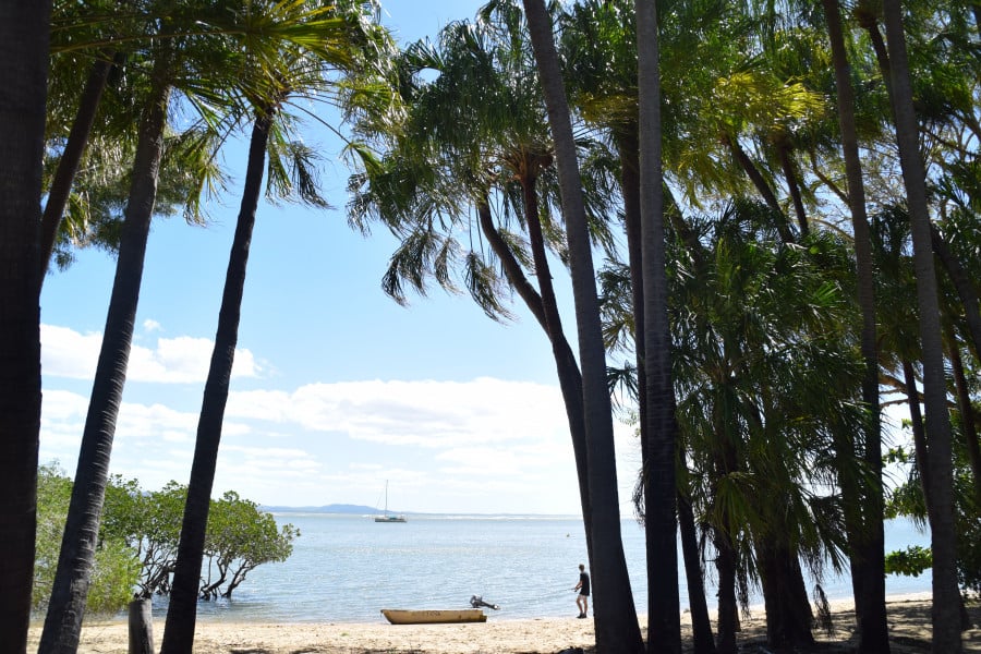 Tall palm trees lining a beach