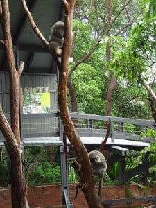 Koalas sitting in a tree