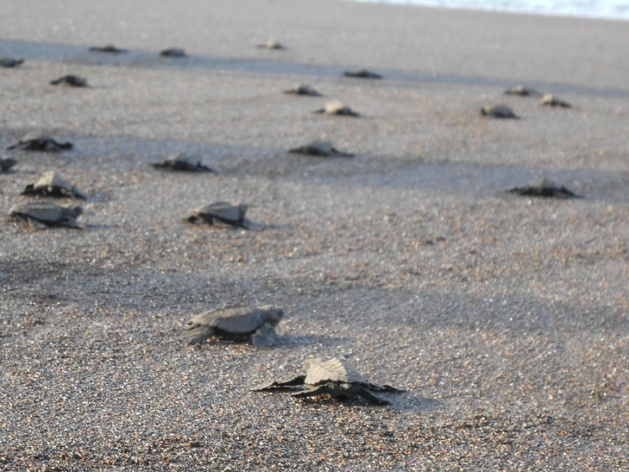 Turtle hatchlings on a sandy beach