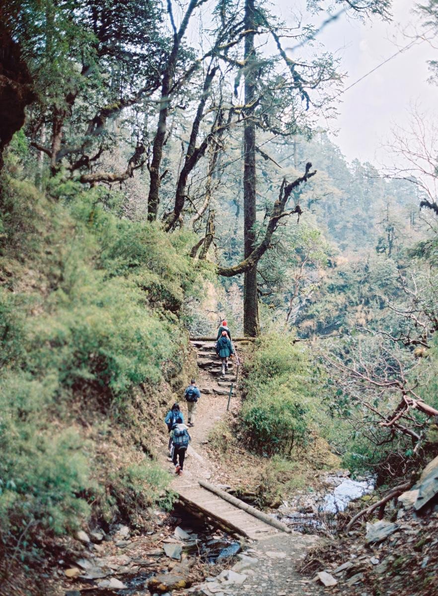 Hikers walk up a path through dense greenery