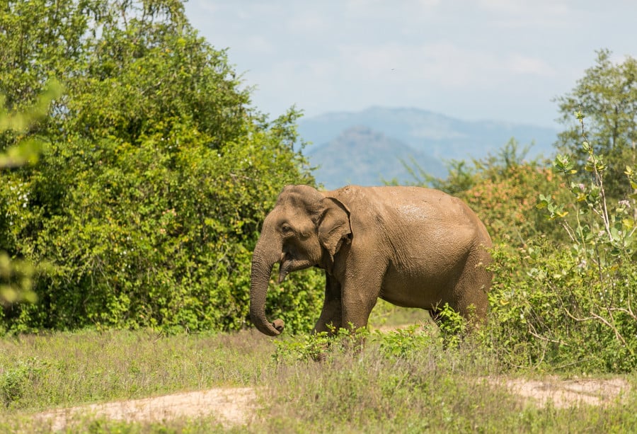 Asian elephant spotted in Udawalawe national park in Sri Lanka
