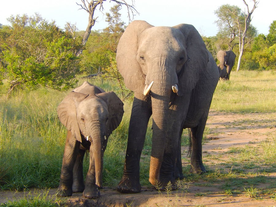 An elephant and baby elephant