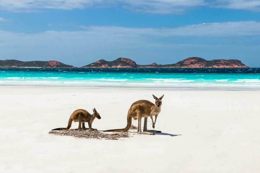 Kangaroos on Lucky Bay, Western Australia