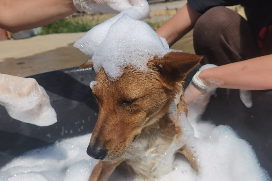 Fudge the dog getting a bath