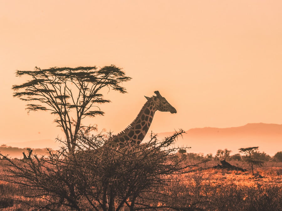 Giraffe walking through african wilderness