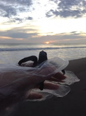 A hand with gloves holding a baby turtle