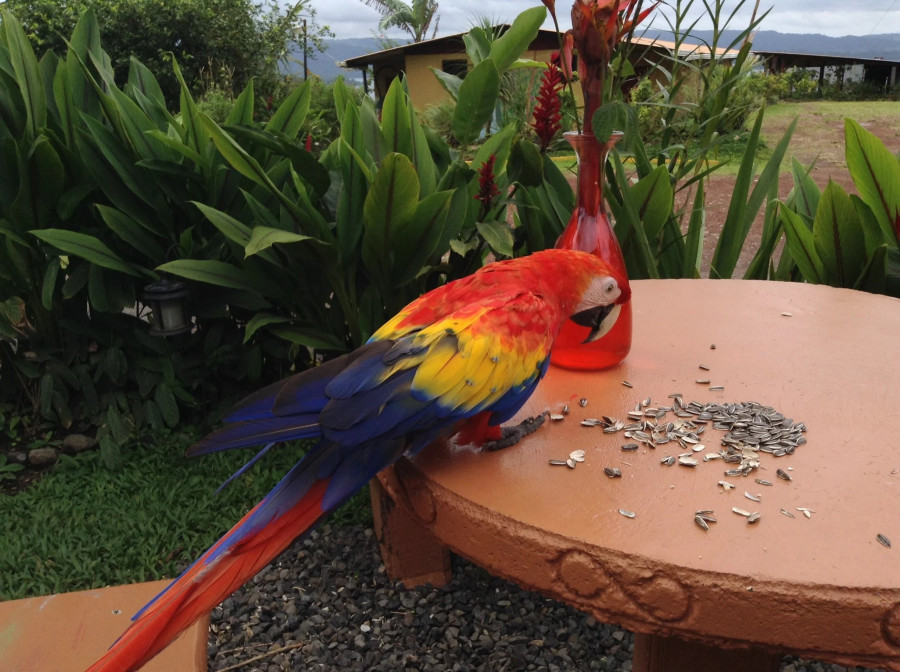 A Macaw on a table eating seeds on a table