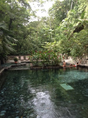 A pool surrounded by lush green foliage