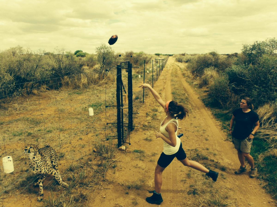 Person throwing food over an enclosure fence to a Cheetah