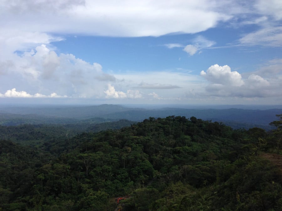 Ecuadorian jungle and sky