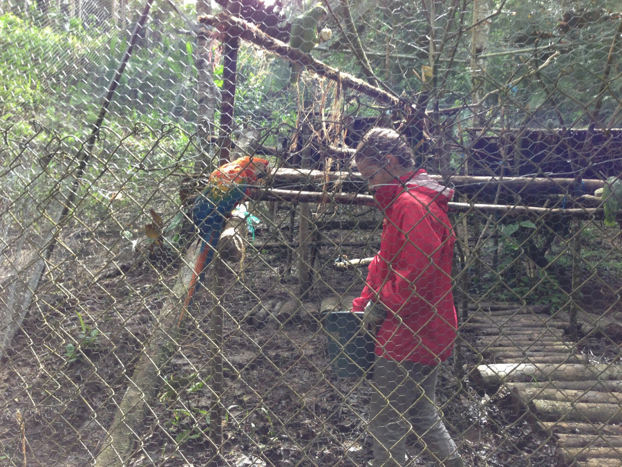 A volunteer reaching into a bucket of feed in an enclosure with a Macaw
