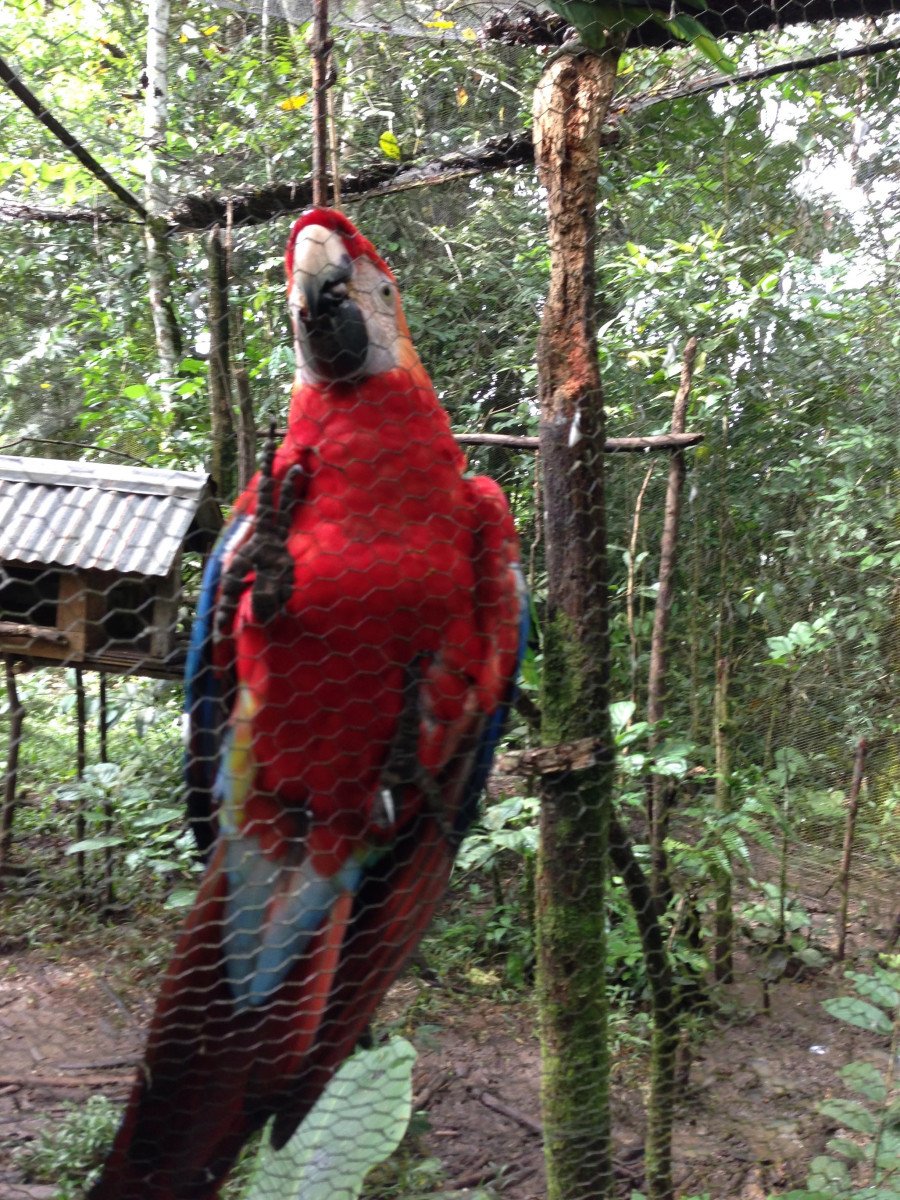 A Macaw hanging on to the side of it's enclosure