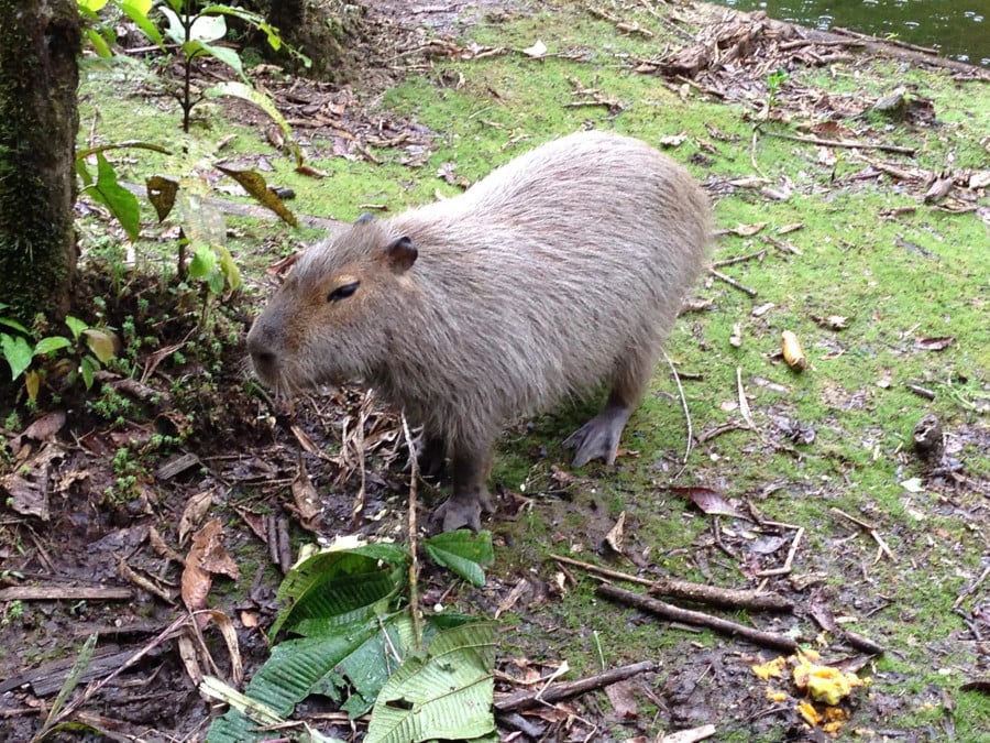 A capybara