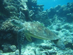 A turtle near the ocean floor