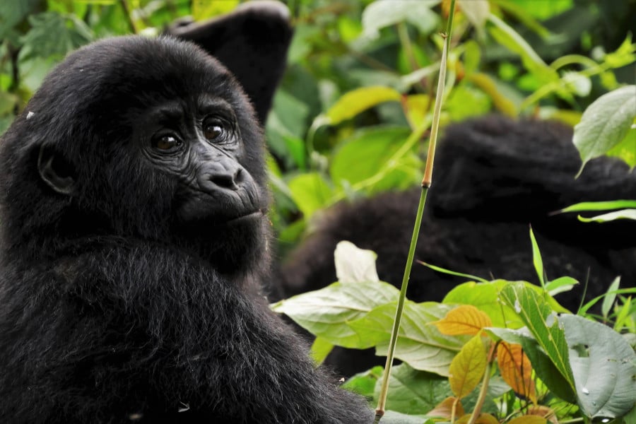 Gorilla in jungle in Uganda, Africa