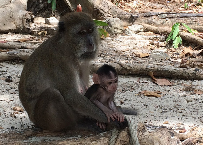 A monkey sitting with it's baby