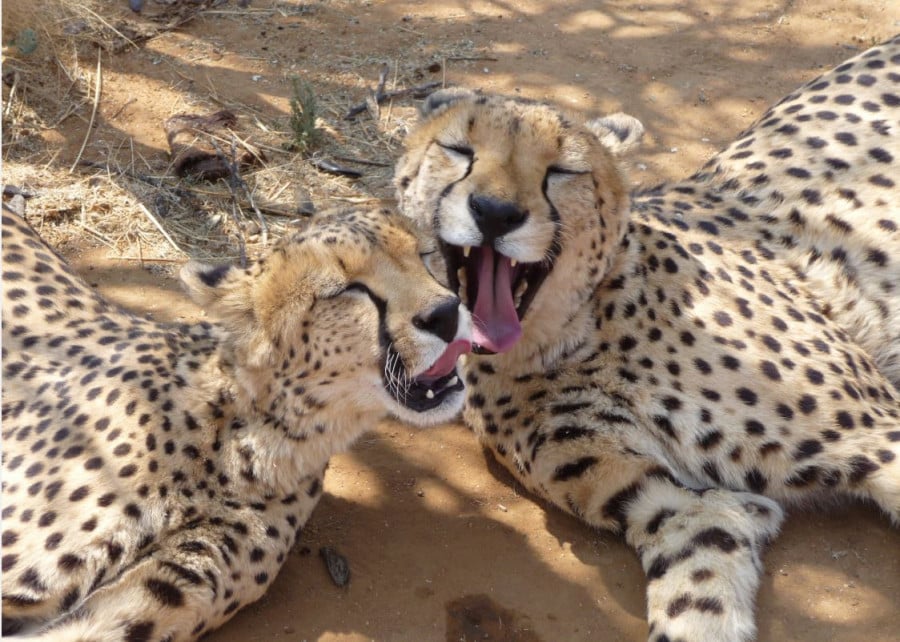 Two Cheetahs cleaning each other