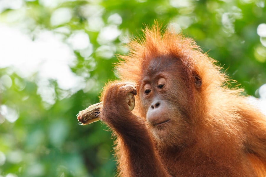 A young Orangutan holding a stick