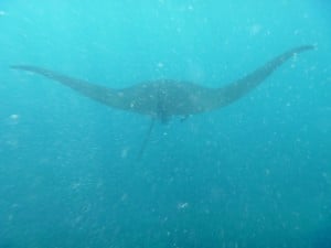 A Manta Ray underwater