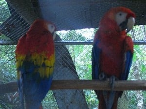 Two parrots on a perch inside an aviary
