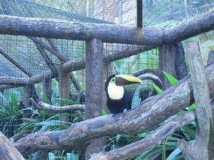 A toucan sitting on a tree branch in an enclosure