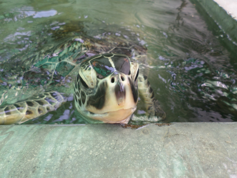 A turtle poking it's head above water