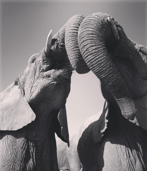 Black and white image of two elephants touching trunks