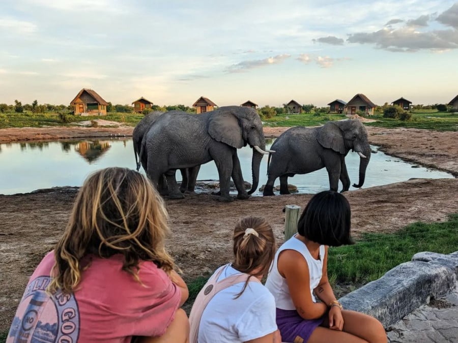 Travellers watching elephants at camp in Africa