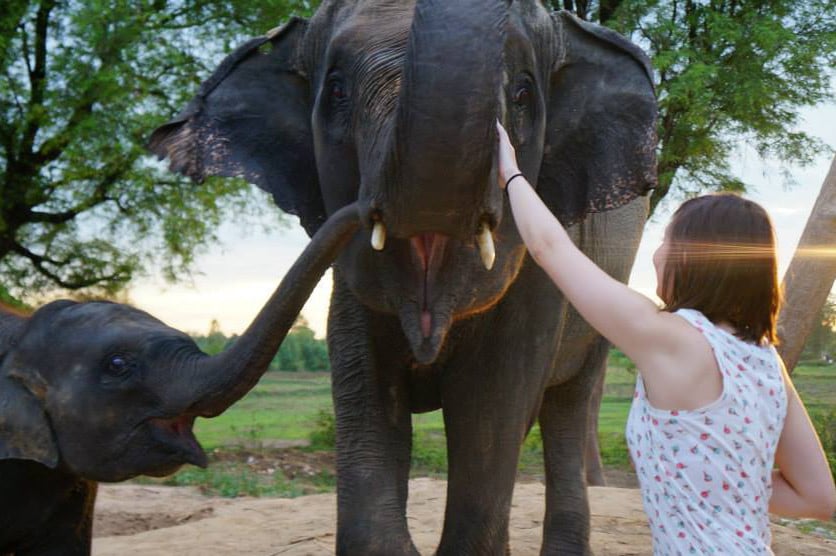 A volunteer with a baby and adult elephant