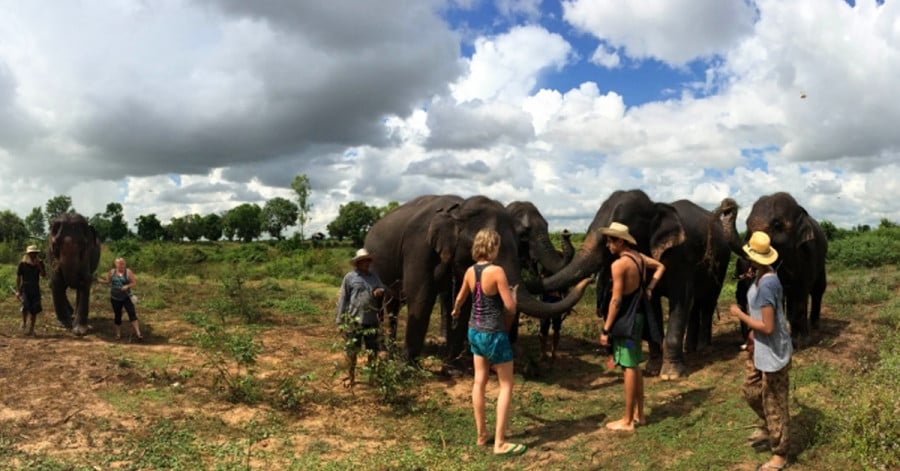 Volunteers standing with a herd of elephants