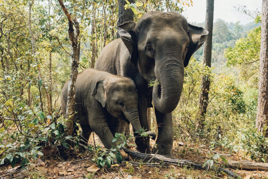 elephants in thailand