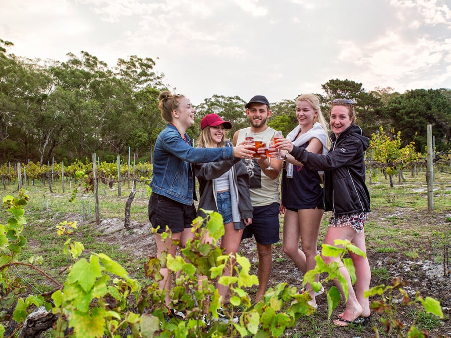 Travellers cheers-ing wine at a vineyard