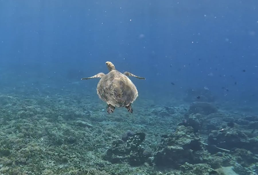 Turtle in ocean at Gili T Bali