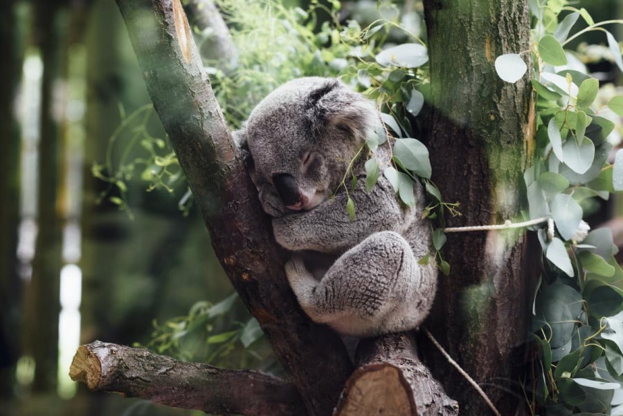 A koala sleeps in a Eucalyptus tree